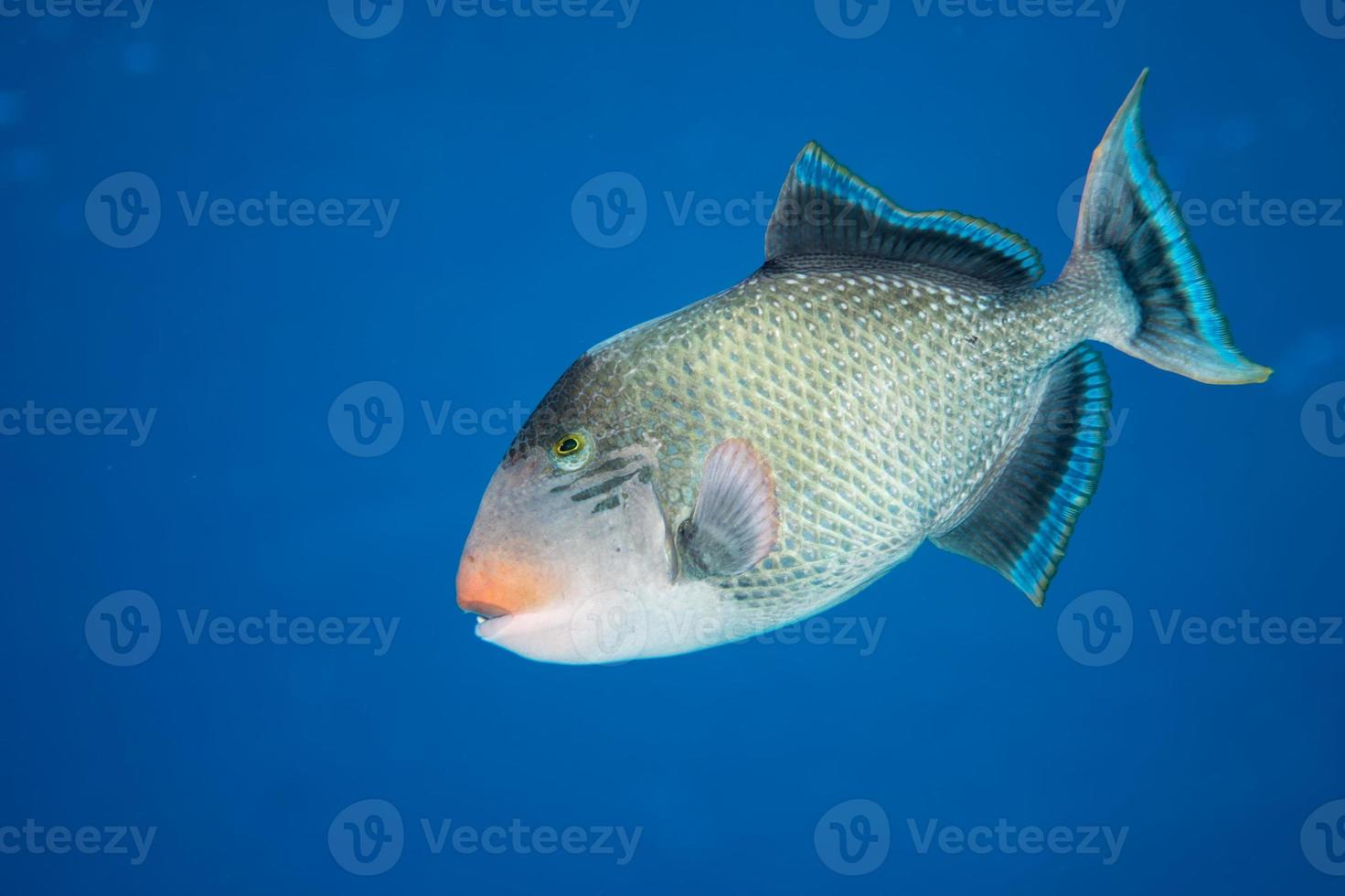 Trigger fish in sea photo