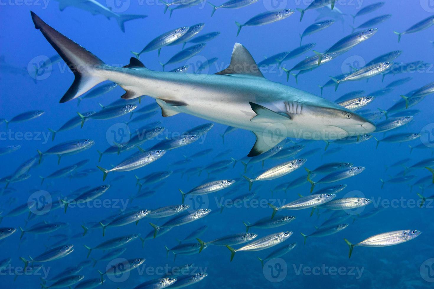 Grey shark jaws ready to attack underwater close up portrait photo