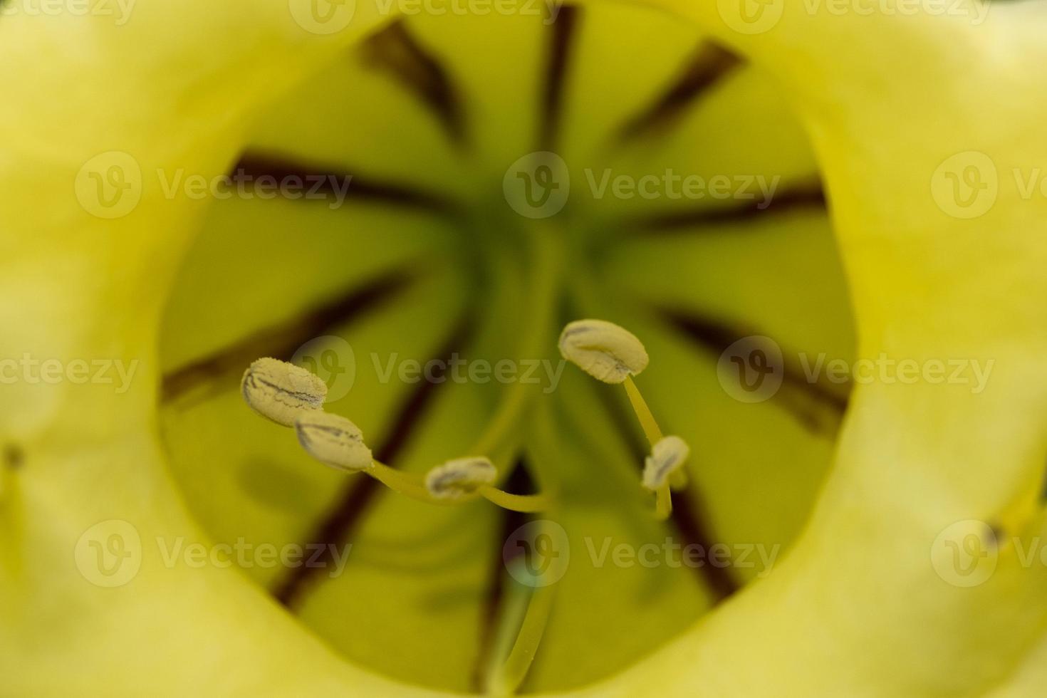 Yellow tropical Hibiscus pistil macro photo