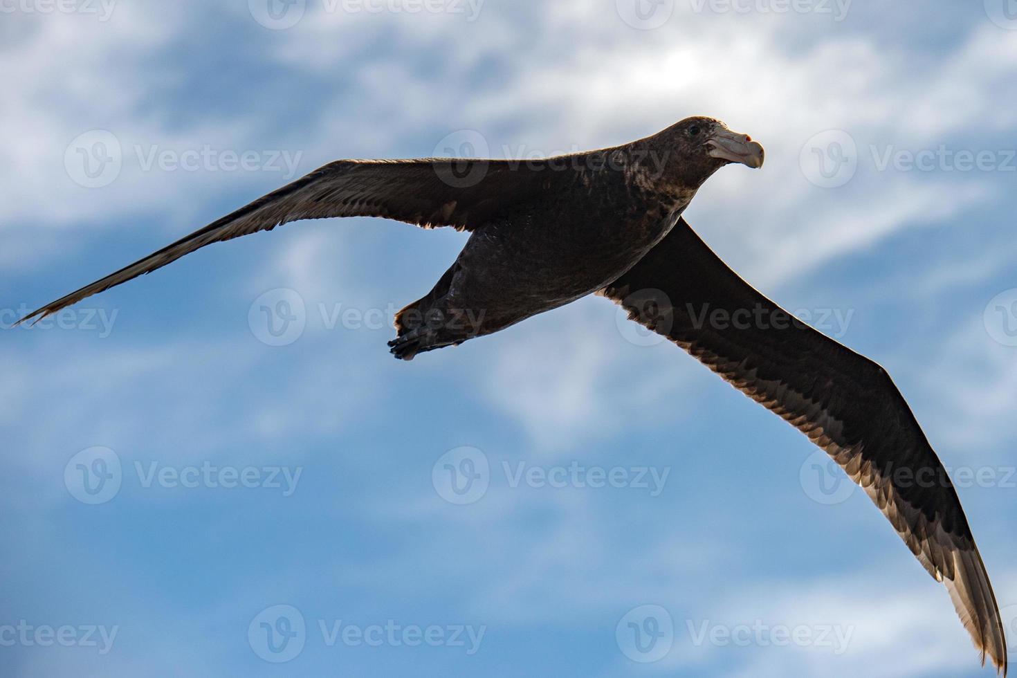 patagonia petrel bird while flying photo