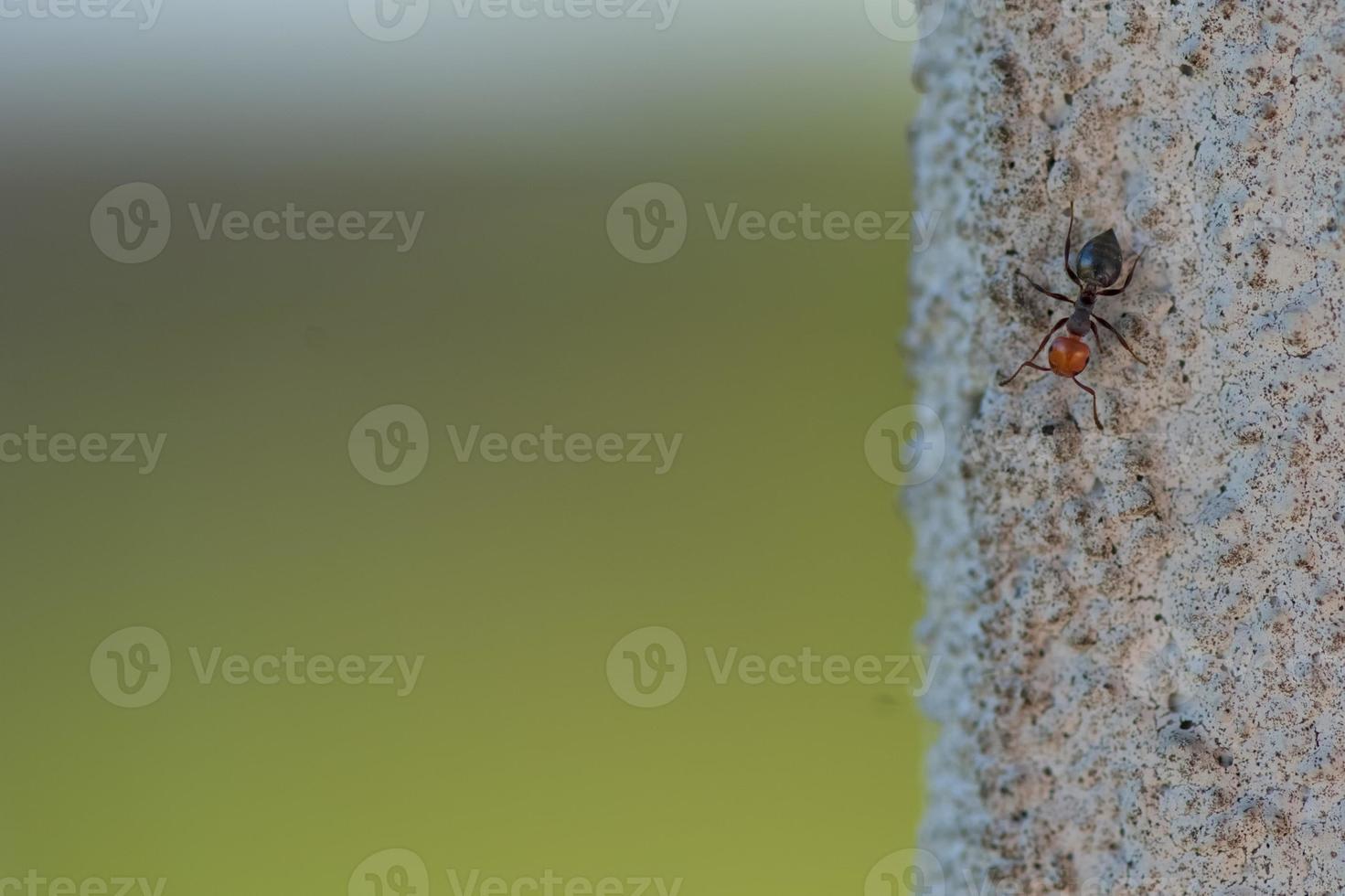 A red head ant on wall photo