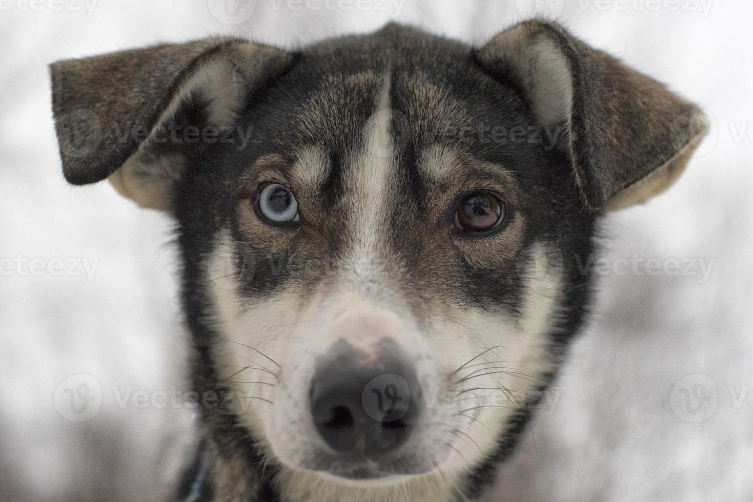 sledding with sled dog in lapland in winter time photo