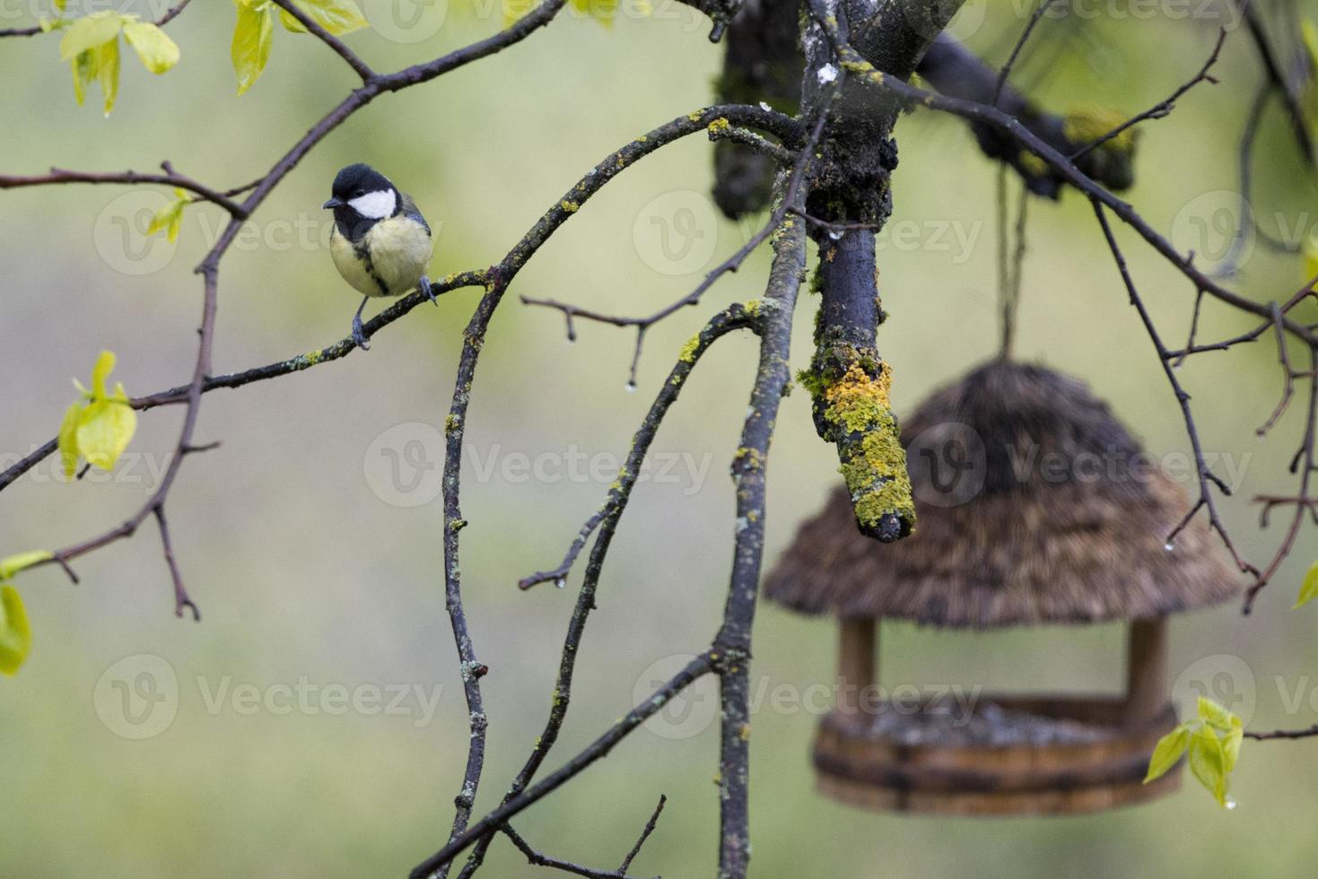 great blue tit photo