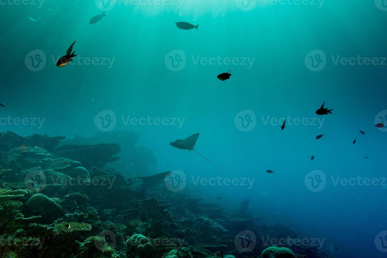 eagle ray manta while diving in Maldives photo