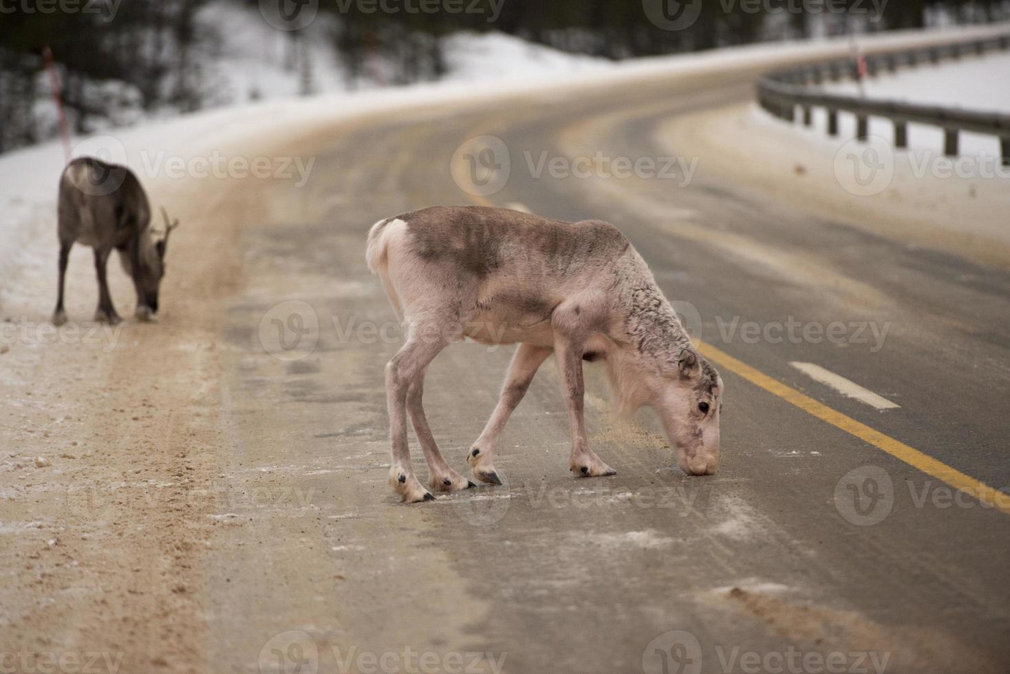 reindeer portrait in winter snow time photo