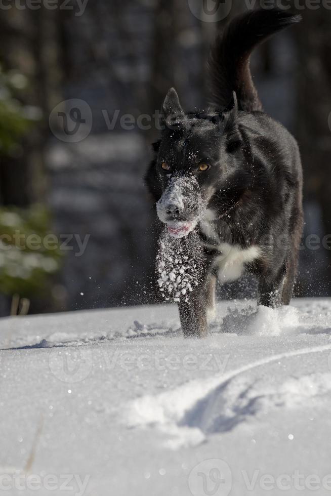 A black dog like a wolf in the snow photo