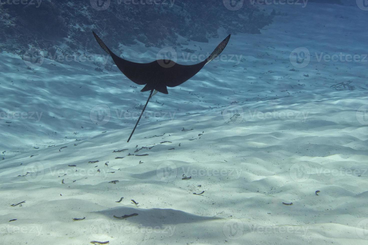 Underwater portrait of eagle ray manta in Maldives photo