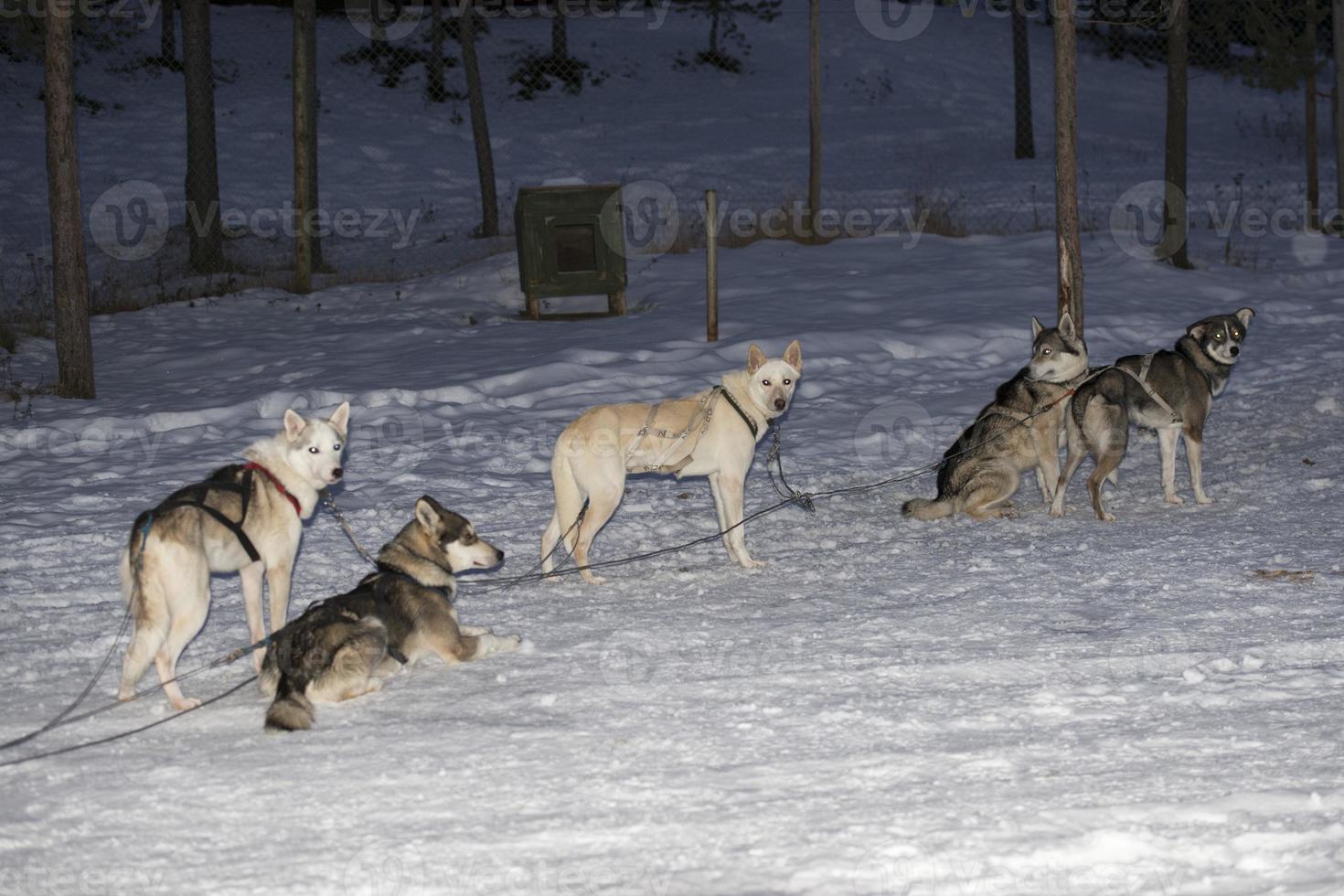 sledding with sled dog in lapland in winter time photo