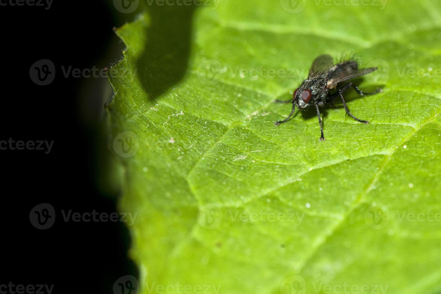 una mosca sobre un fondo de hoja verde foto