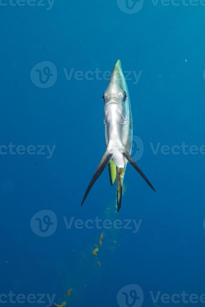 bat fish portrait photo