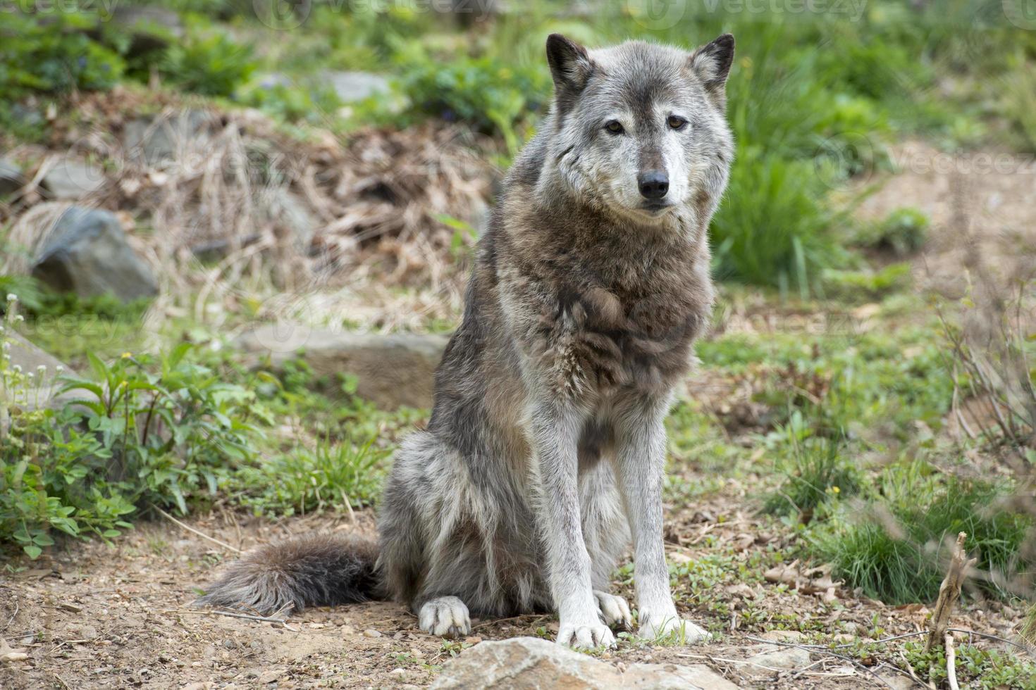 Grey wolf while looking at you photo