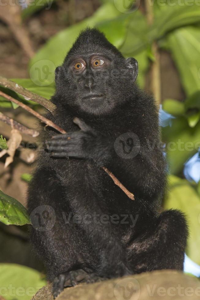 crested black macaque while looking at you in the forest photo