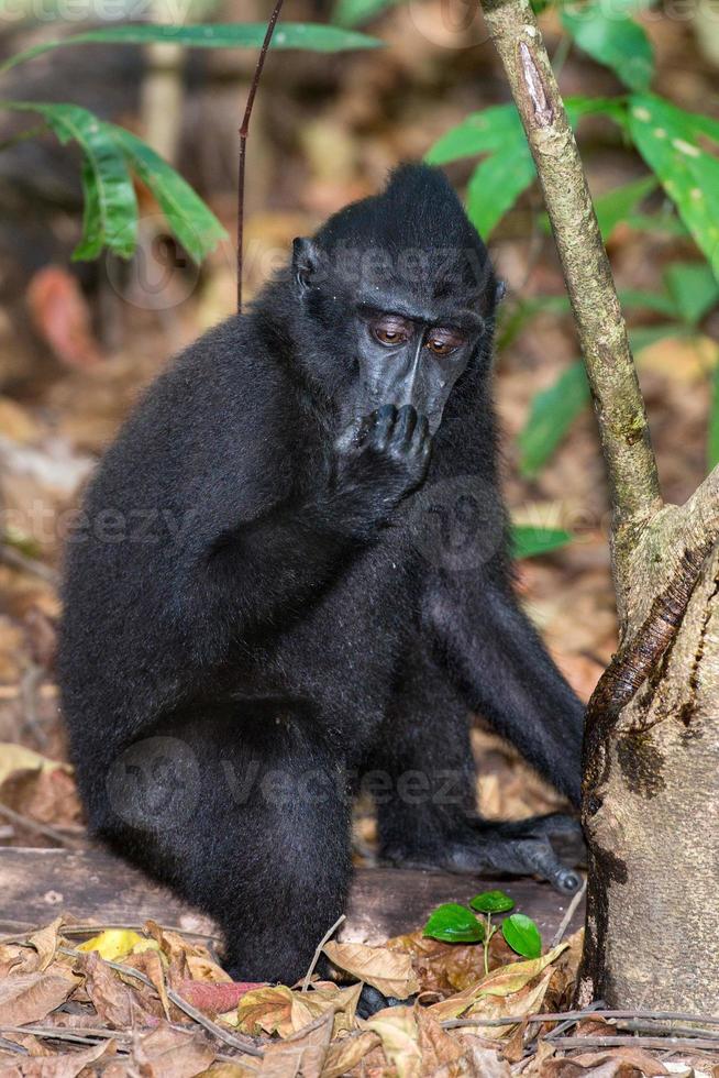 mono macaco negro con cresta en el bosque foto