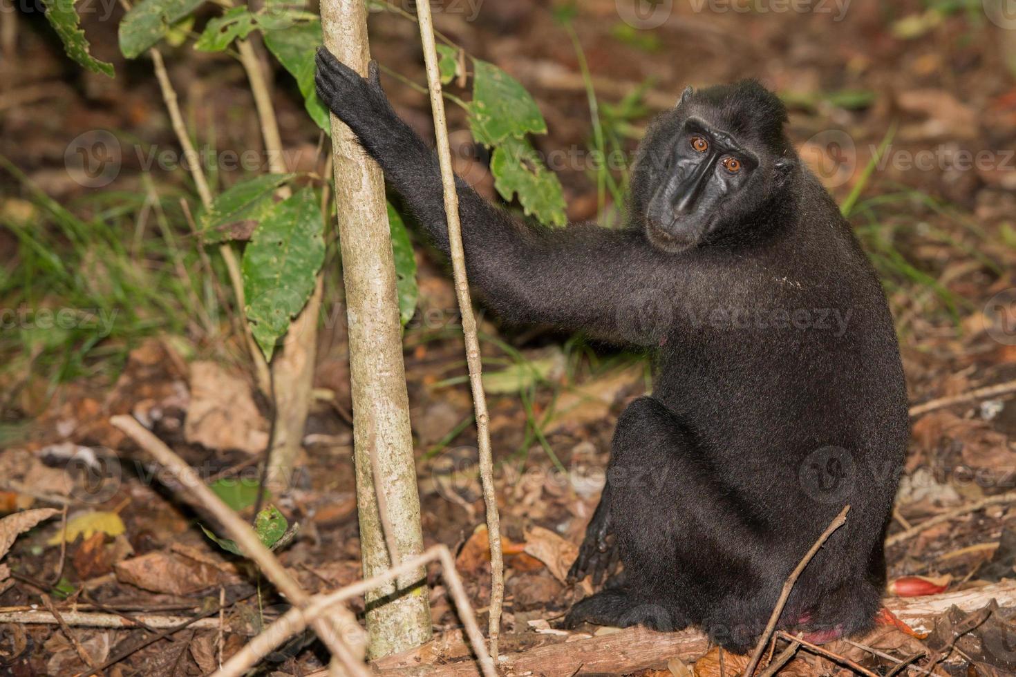 mono macaco negro con cresta mientras te miraba en el bosque foto