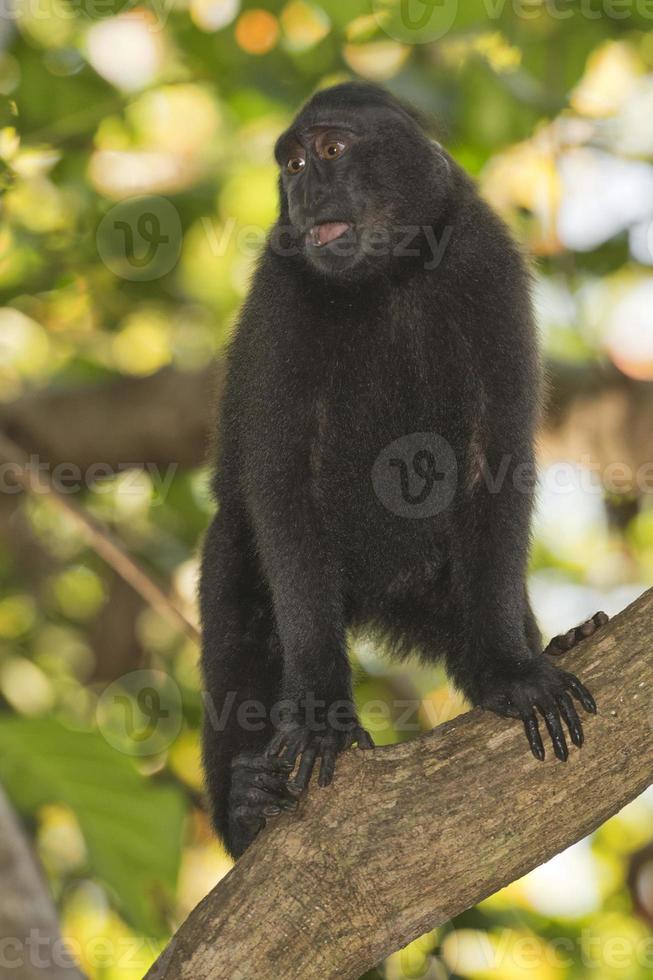 macaco negro con cresta mientras te mira en el bosque foto