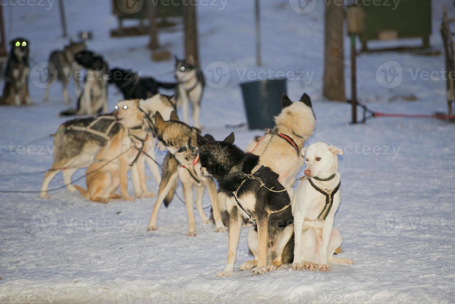 sledding with sled dog in lapland in winter time photo