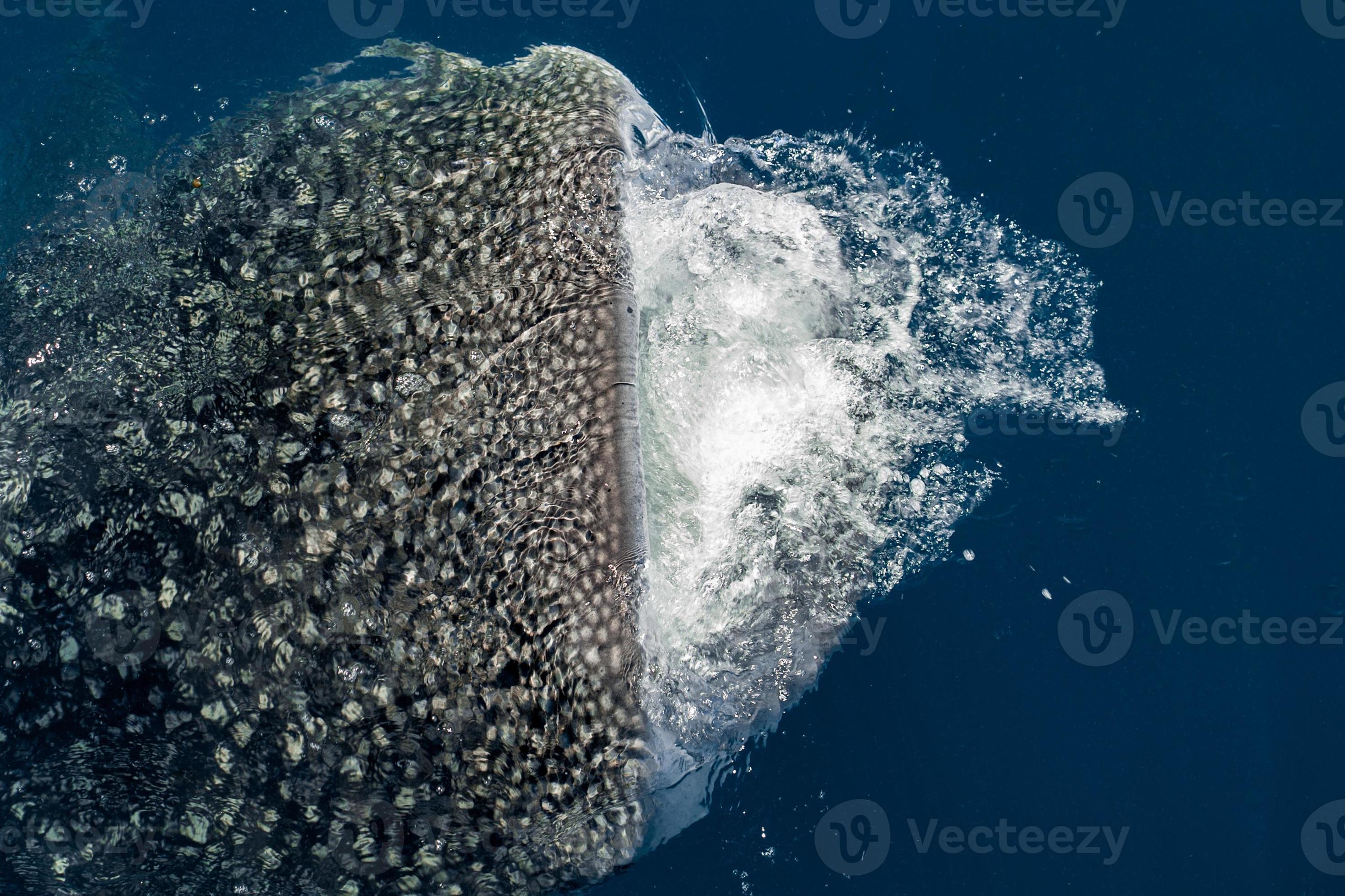 Whale Shark open mouth close up portrait underwater 12213988 Stock