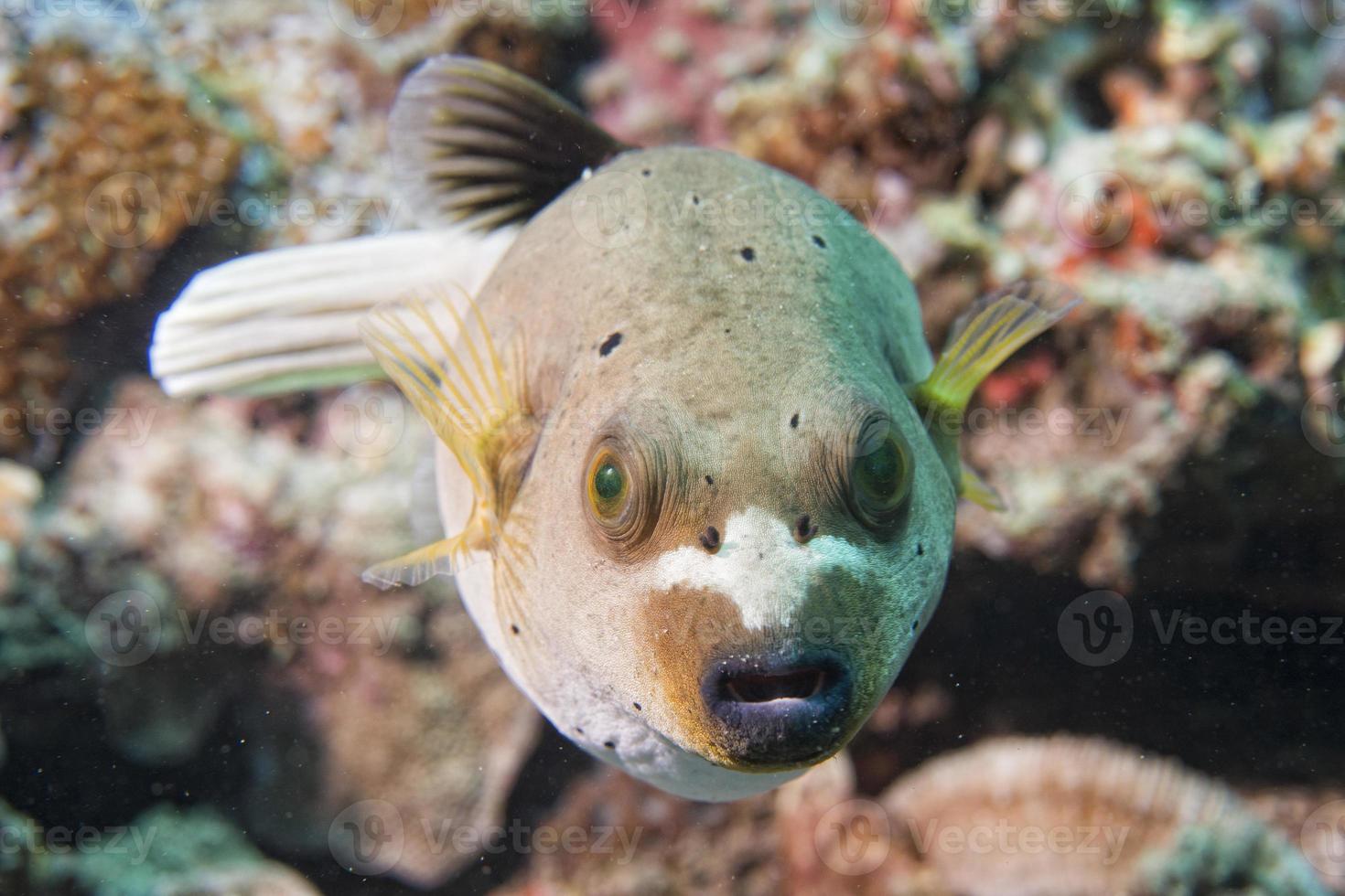 colorful ball puffer fish on the reef background photo