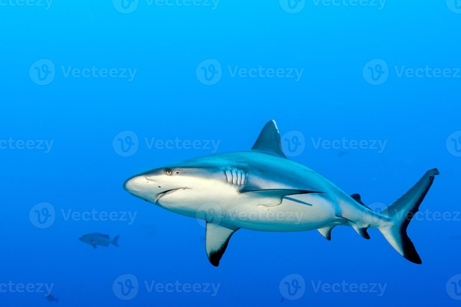 Grey shark ready to attack underwater in the blue photo