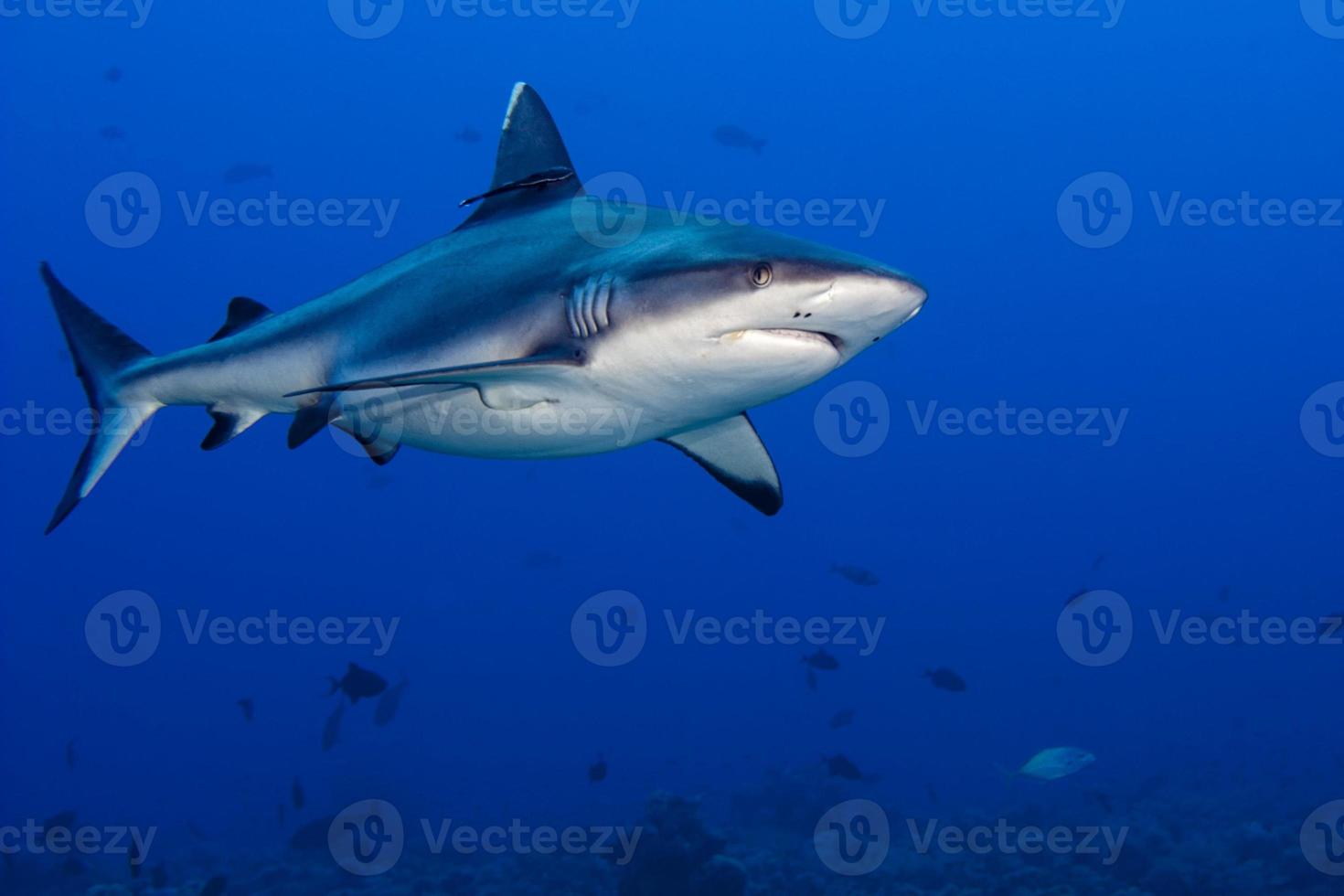 shark attack underwater photo