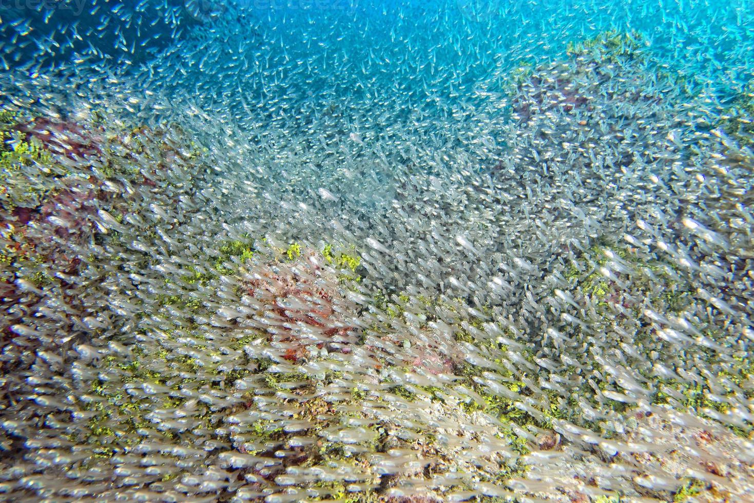 Glass fishes giant bait ball moving underwater photo