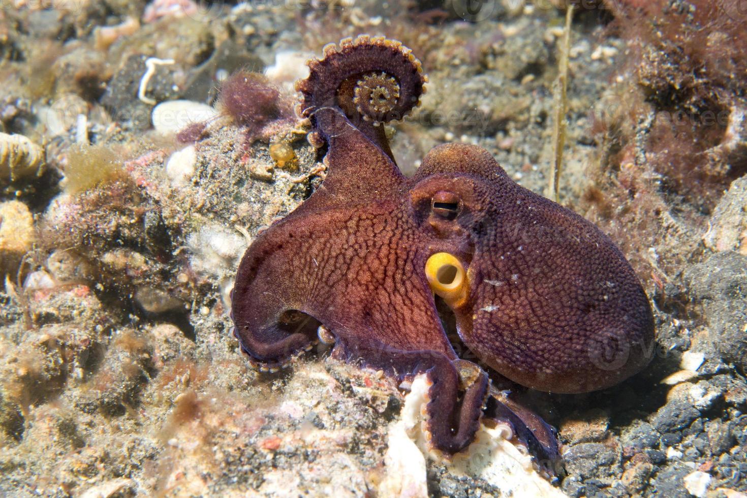 pulpo de coco sobre fondo de arena mientras bucea en indonesia foto