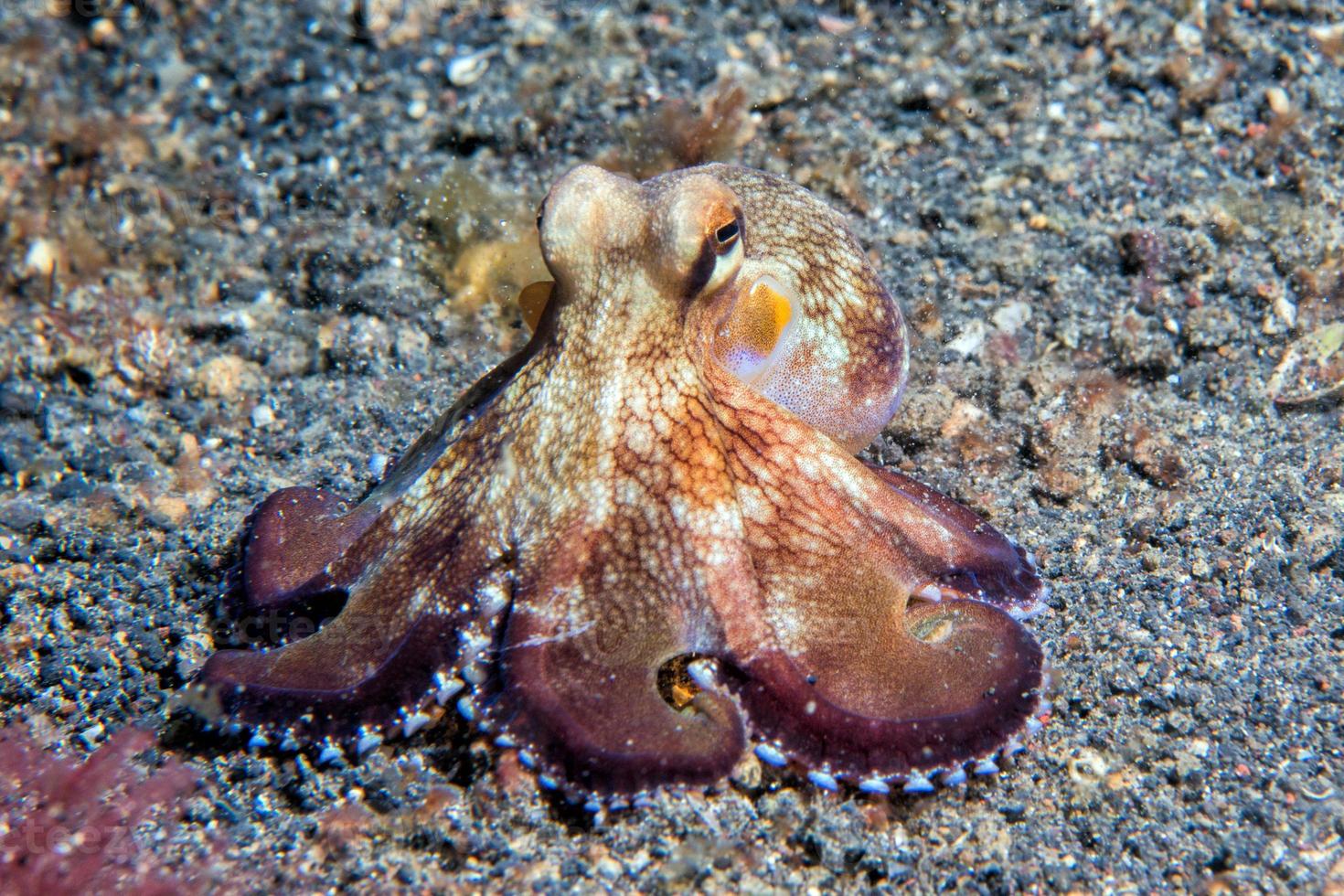 retrato macro submarino de pulpo de coco en la arena foto