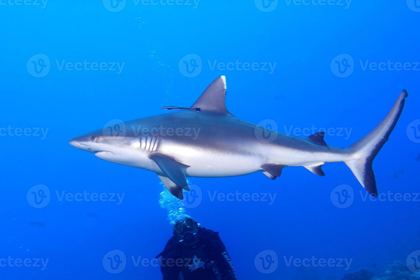 A grey shark jaws ready to attack underwater close up portrait photo