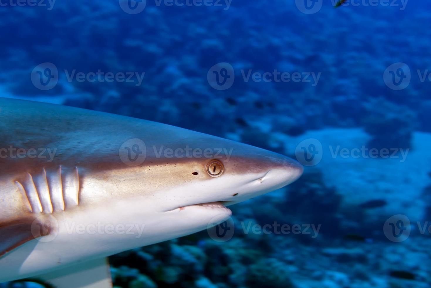 A grey shark jaws ready to attack underwater close up portrait photo