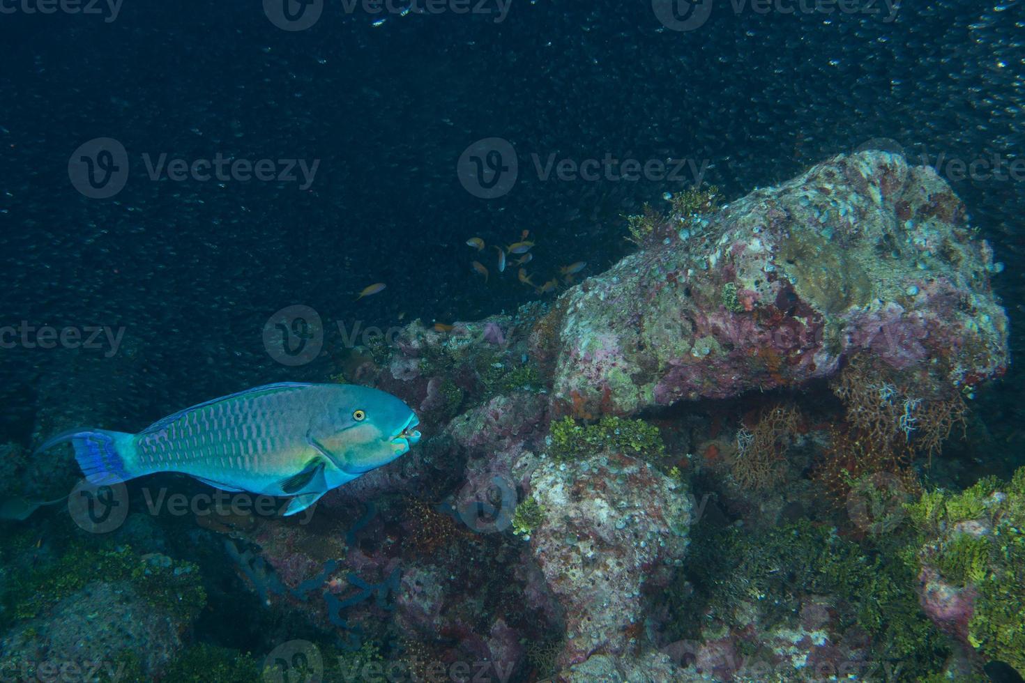 Parrot fish underwater photo