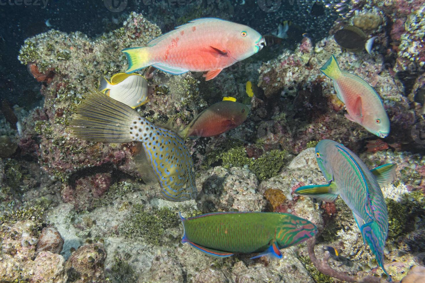 Harlequin filefish and corals photo