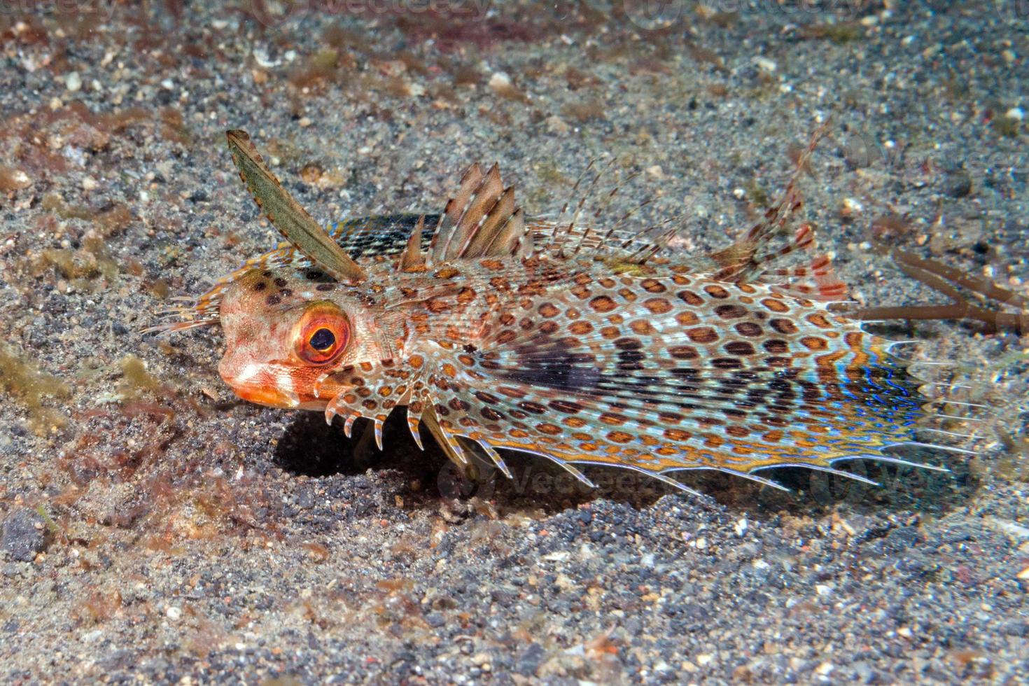 Flying gurnard Dactylopterus volitans fish underwater 12214077 Stock Photo  at Vecteezy