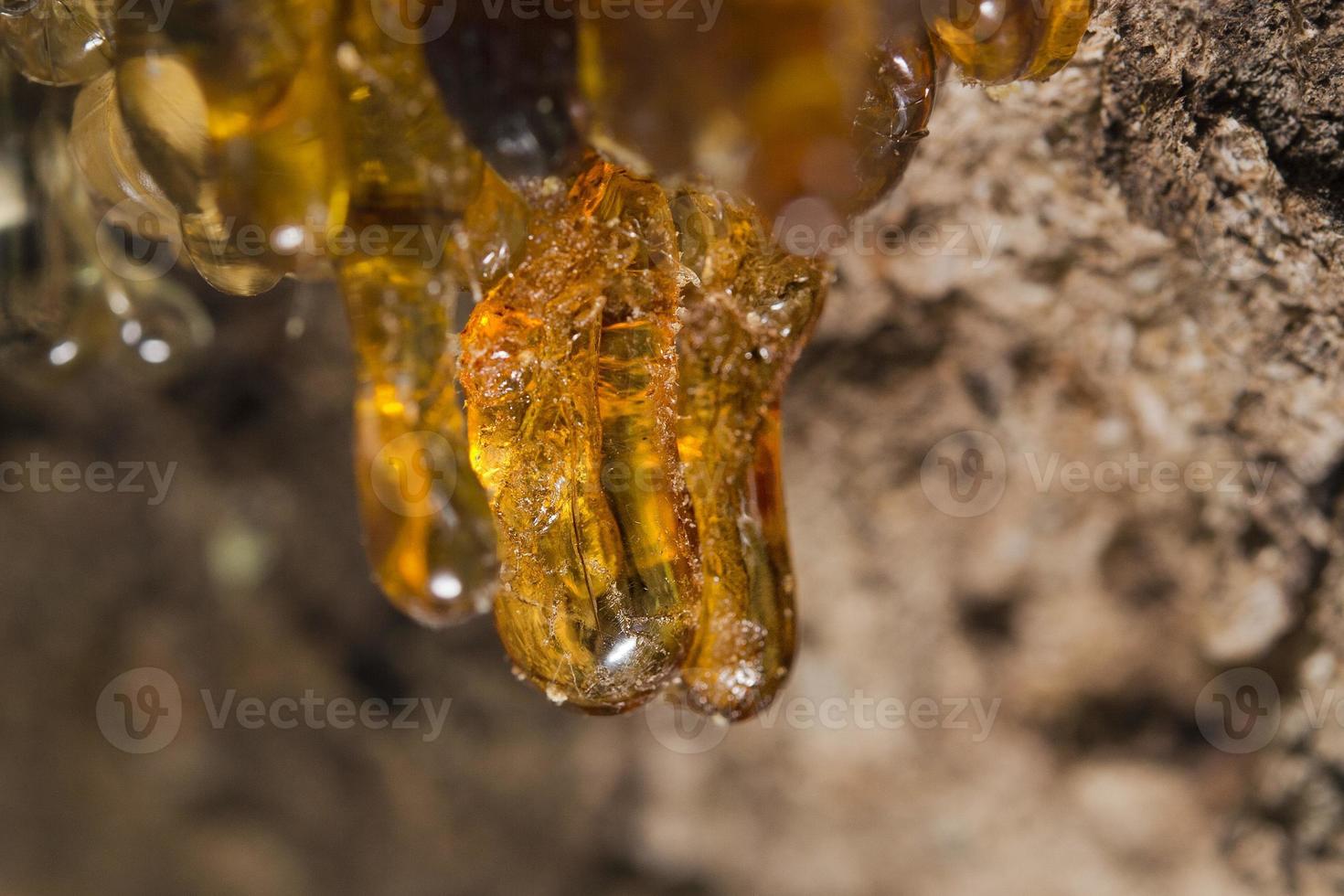 tree natural amber resin photo