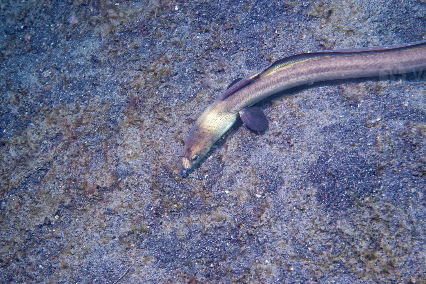 A flat fish eyes detail while hiding in the sand  in indonesia photo