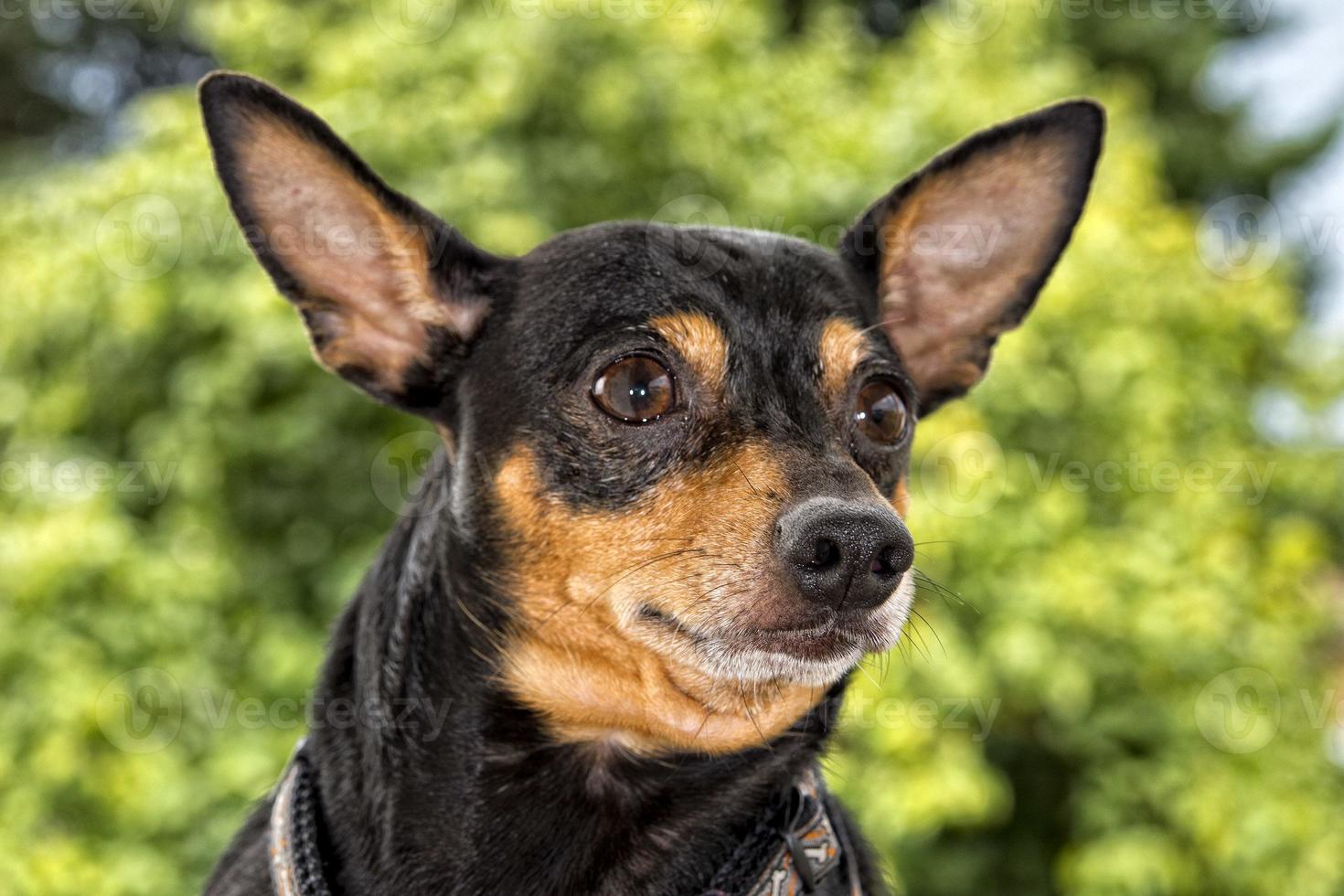 pincher dog playing photo