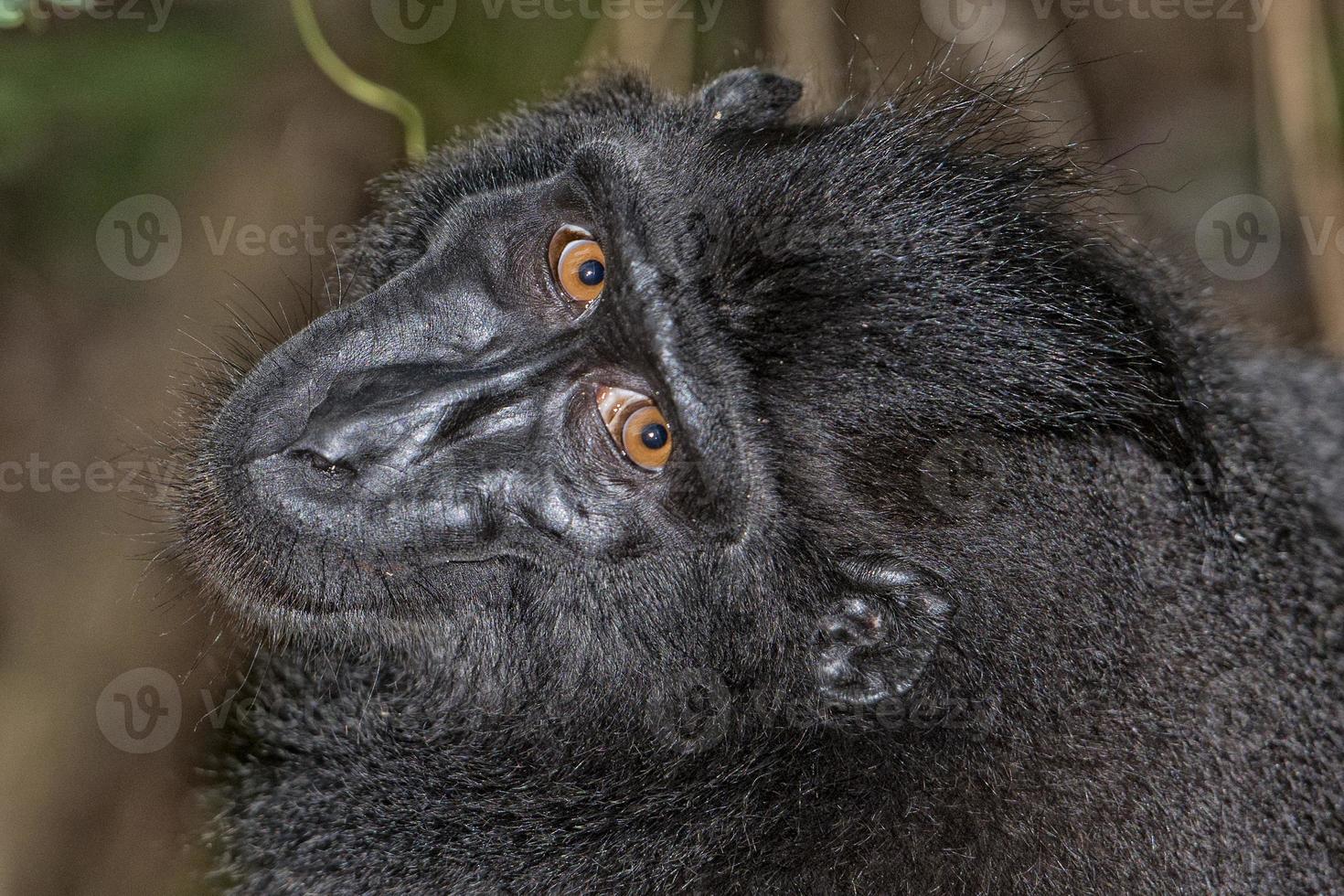 macaco negro con cresta mientras te mira en el bosque foto