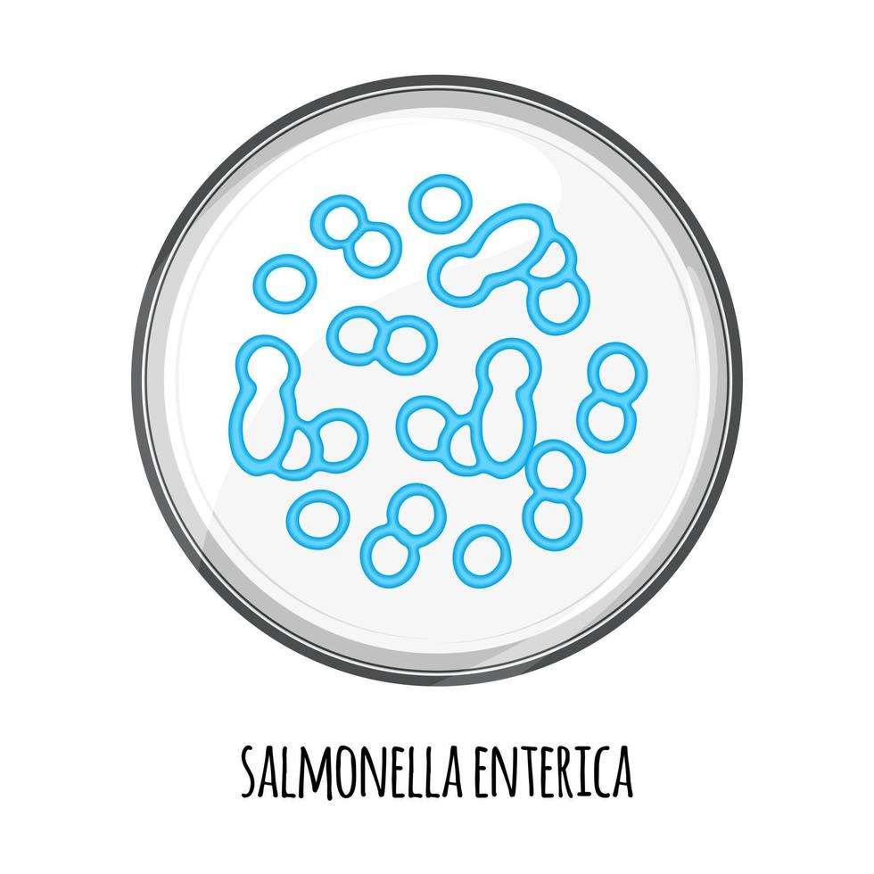 The human microbiome of salmonella enterica in a petri dish. Vector image. Bifidobacteria, lactobacilli. Lactic acid bacteria. Illustration in a flat style.