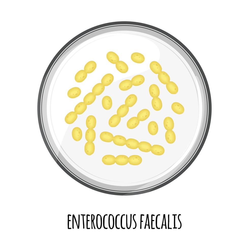 The human microbiome of enterococcus faecalis in a petri dish. Vector image. Bifidobacteria, lactobacilli. Lactic acid bacteria. Illustration in a flat style.