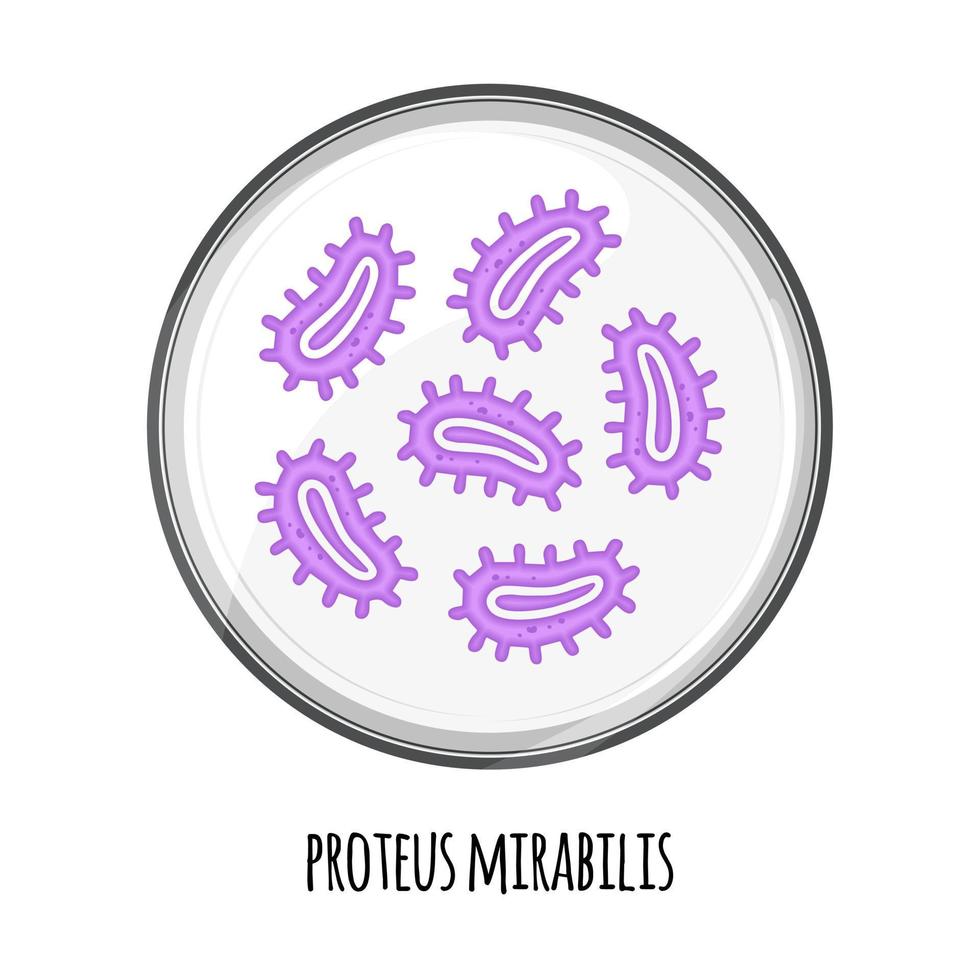 el microbioma humano de proteus mirabilis en una placa de Petri. imagen vectorial bifidobacterias, lactobacilos. bacterias de ácido láctico. ilustración en un estilo plano. vector