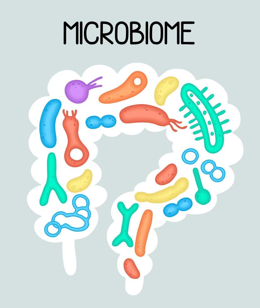 Human microbiome illustration with intestines and bacteria Vector picture. Gastroenterologist. Bifidobacteria, lactobacilli. Lactic acid bacteria.