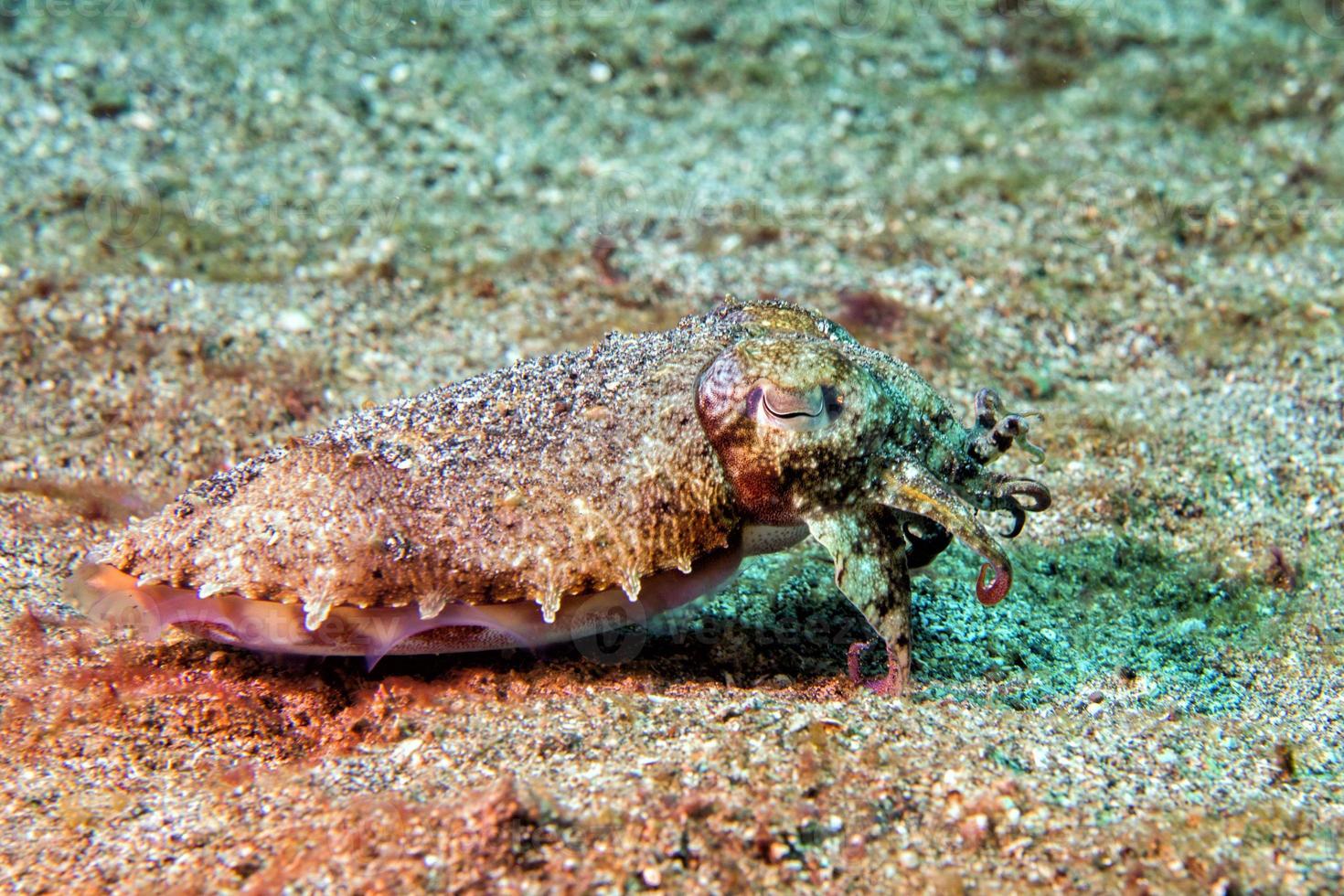 colorful squid cuttlefish flamboyant underwater photo