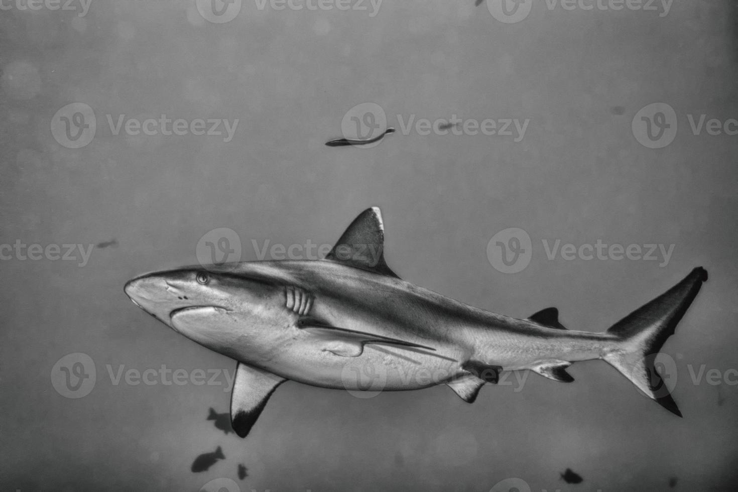 Grey shark jaws ready to attack in bw photo