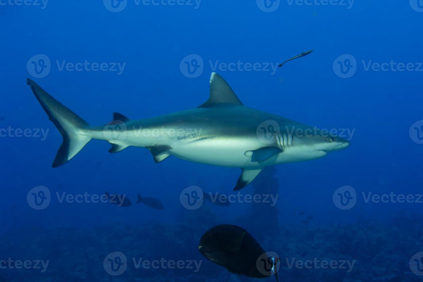 A grey shark jaws ready to attack underwater close up portrait photo