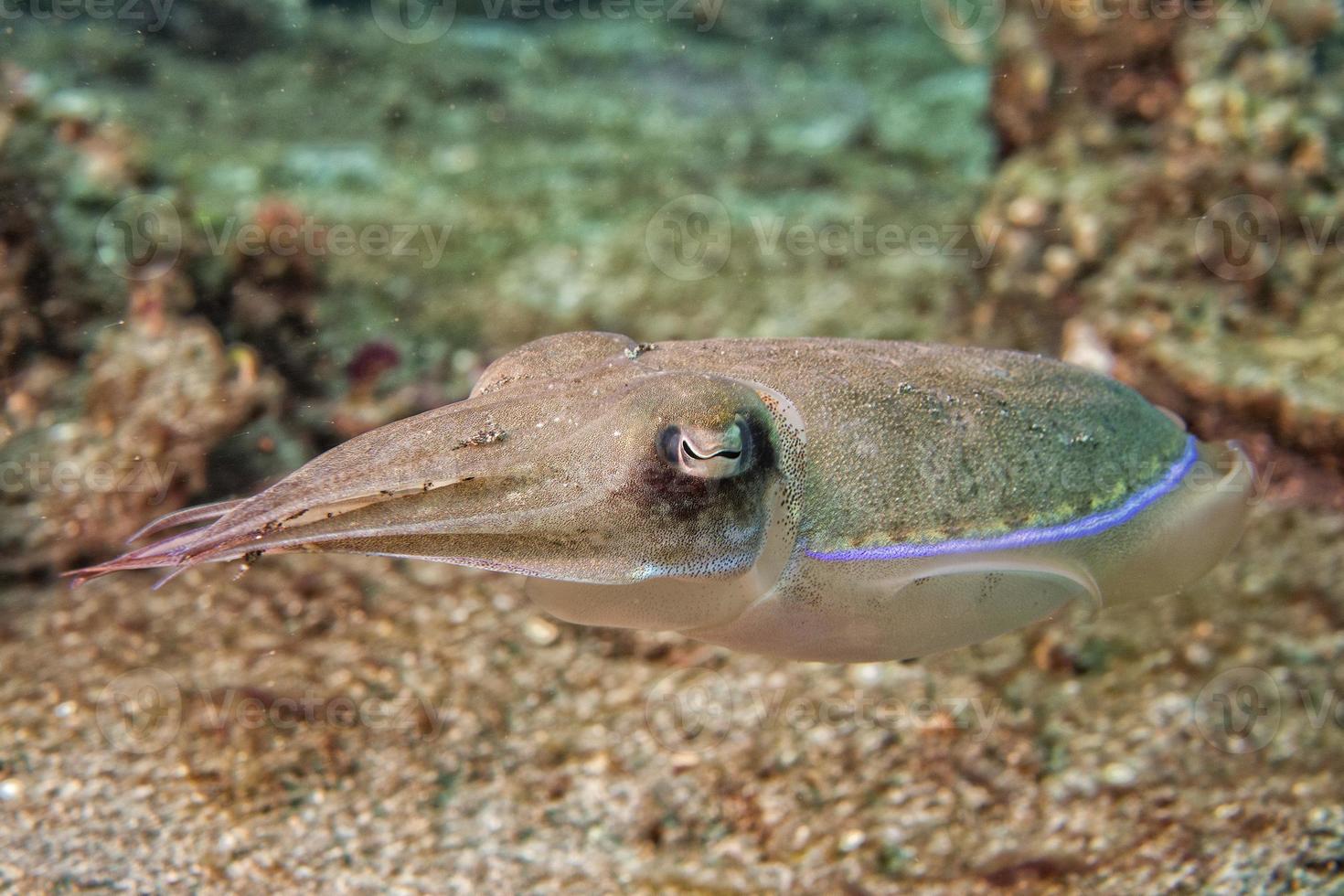 Squid cuttlefish underwater on black lava sand much dive photo
