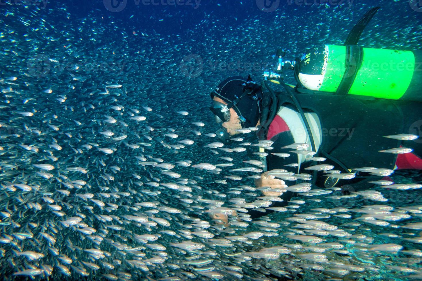 dentro de un banco de peces bajo el agua. foto