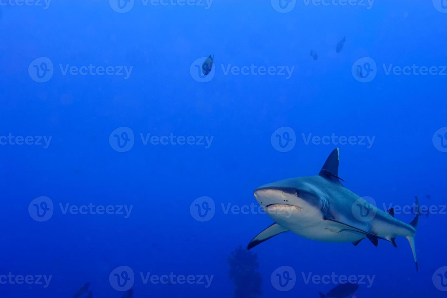 A grey shark jaws ready to attack underwater close up portrait photo