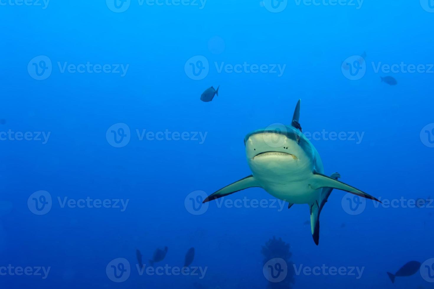 A grey shark jaws ready to attack underwater close up portrait photo