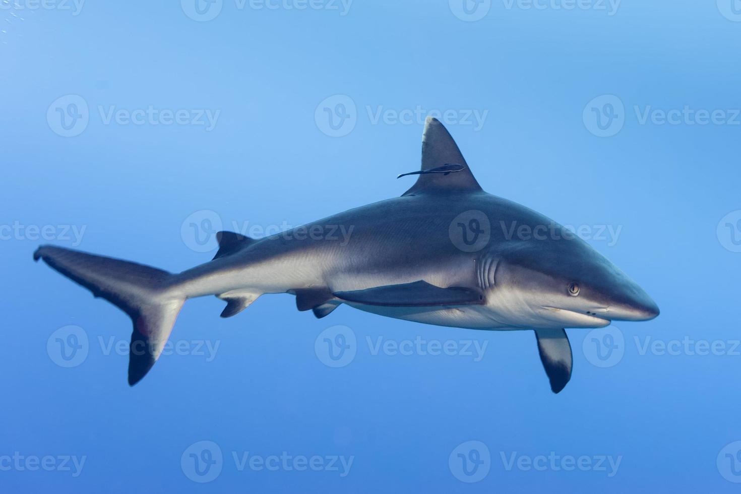 shark attack underwater photo