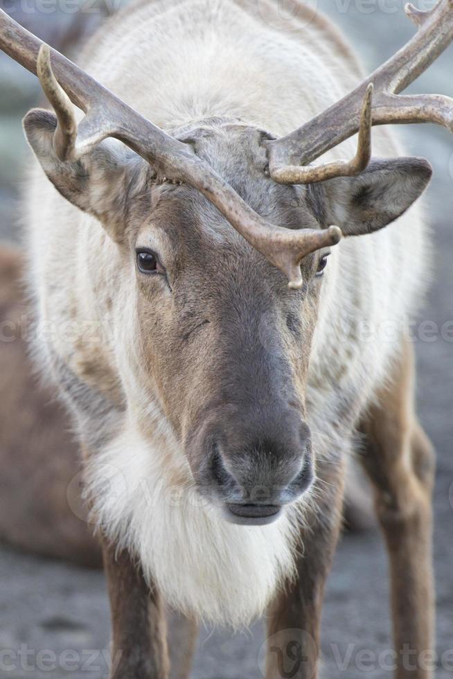 reindeer portrait in winter time photo