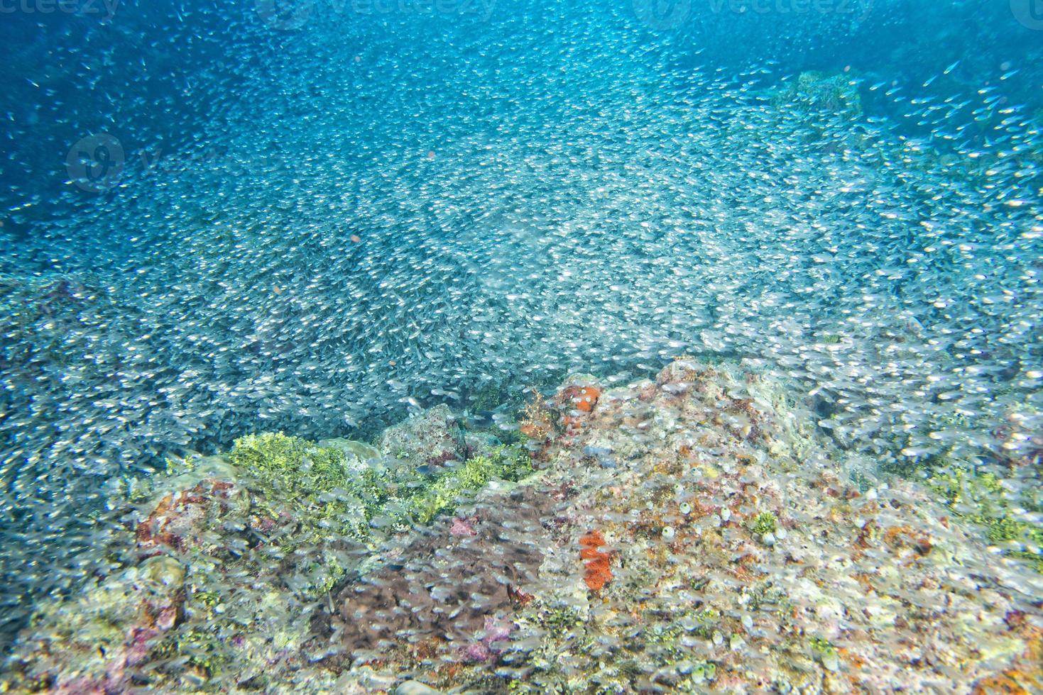 Glass fishes giant bait ball moving underwater photo